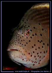 Nice Eyes..... :O) ... by Michel Lonfat 